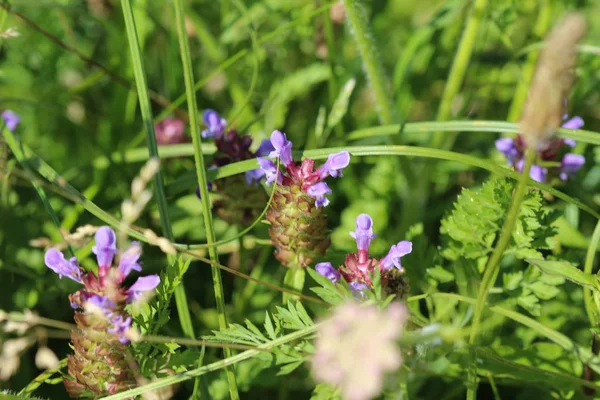 Flor de Prunella vulgaris, conocida como uno mismo común sanar, sanar todo, hipérico, corazón de la tierra, carpinteros hierba, hierba parda y rizos azules — Foto de Stock