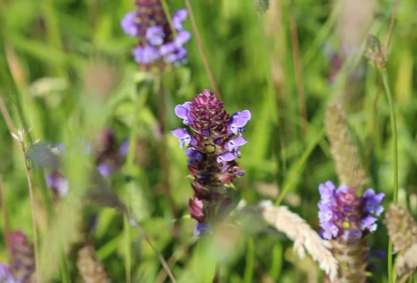 Flor de Prunella vulgaris, conocida como uno mismo común sanar, sanar todo, hipérico, corazón de la tierra, carpinteros hierba, hierba parda y rizos azules — Foto de Stock