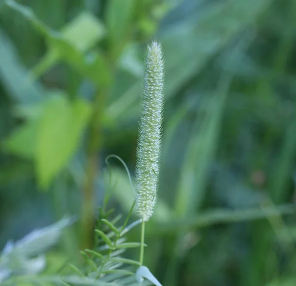 Твоя трава (Phleum pratense) на поле — стоковое фото
