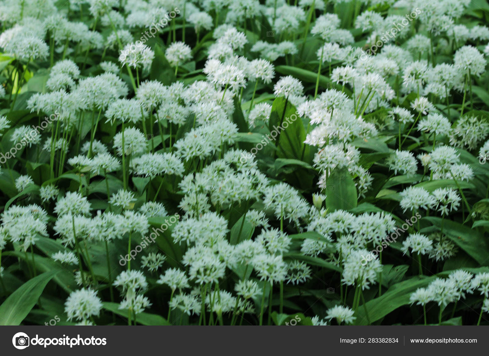 Ramsons Buckrams Or Wild Garlic Allium Ursinum Blooming In Spring In The Forest Stock Photo C Michael14mei2 Live Nl 234 Ramsons Buckrams Or Wild Garlic Allium Ursinum Blooming In Spring In The Forest Stock Photo C Michael14mei2 Live Nl 234