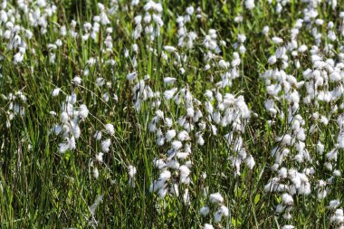 Yaban tavşanı kuyruğundaki pamuk otu (Eriophorum vajinatum) ilkbaharda çiçek açar.