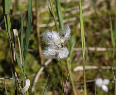 Yaban tavşanı kuyruğundaki pamuk otu (Eriophorum vajinatum) ilkbaharda çiçek açar.