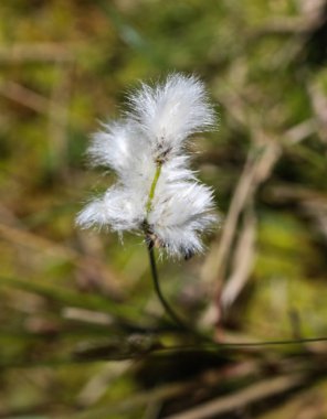 Yaban tavşanı kuyruğundaki pamuk otu (Eriophorum vajinatum) ilkbaharda çiçek açar.