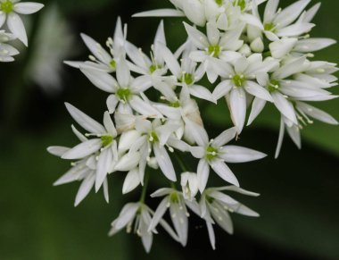 ramsons, buckrams veya yabani sarımsak (Allium ursinum) ormanda ilkbaharda çiçeklenme