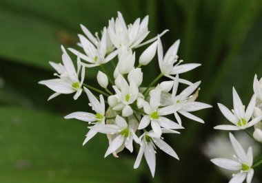 ramsons, buckrams veya yabani sarımsak (Allium ursinum) ormanda ilkbaharda çiçeklenme