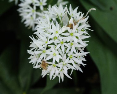 ramsons, buckrams veya yabani sarımsak (Allium ursinum) ormanda ilkbaharda çiçeklenme