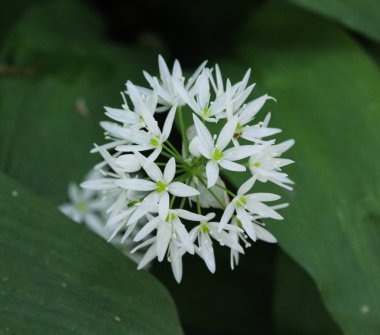 ramsons, buckrams veya yabani sarımsak (Allium ursinum) ormanda ilkbaharda çiçeklenme