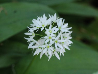 ramsons, buckrams veya yabani sarımsak (Allium ursinum) ormanda ilkbaharda çiçeklenme