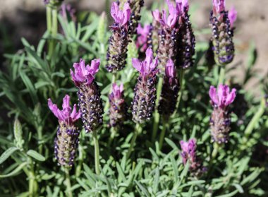 İngiliz lavanta (Lavandula angustifolia) bahçede