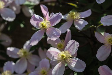 Himalaya Clematis çiçek (Clematis montana) bahçede çiçeklenme