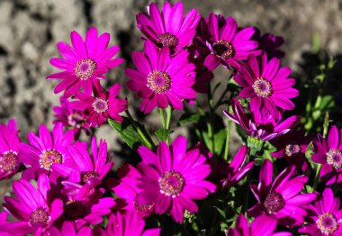 Bahçe cineraria mor çiçek (cineraria hybrida) ilkbaharda çiçeklenme