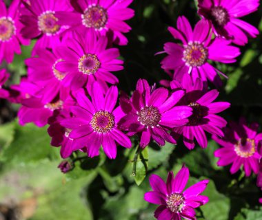 Bahçe cineraria mor çiçek (cineraria hybrida) ilkbaharda çiçeklenme
