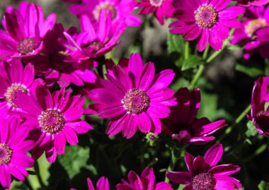 Bahçe cineraria mor çiçek (cineraria hybrida) ilkbaharda çiçeklenme