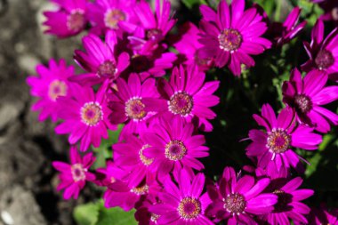 Bahçe cineraria mor çiçek (cineraria hybrida) ilkbaharda çiçeklenme