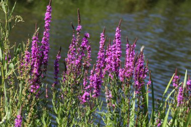 Lythrum salicaria çiçek açan, ortak isimleri mor loosestrife, sivri loosestrife veya mor lythrum vardır