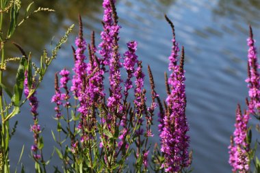 Lythrum salicaria çiçek açan, ortak isimleri mor loosestrife, sivri loosestrife veya mor lythrum vardır