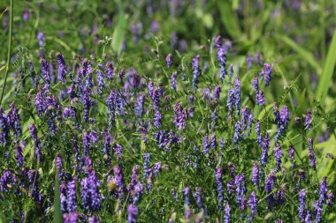 Vicia cracca yaygın olarak tütsülenmiş vetch, kuş veya mavi vetch ve boreal vetch olarak adlandırılır, baharda çiçek açar.