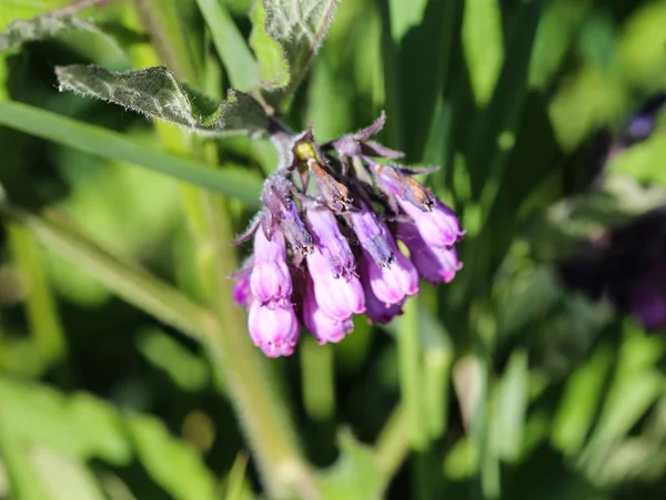 Consoude commune sauvage ou vraie consoude (Symphytum officinale) fleur au printemps — Photo