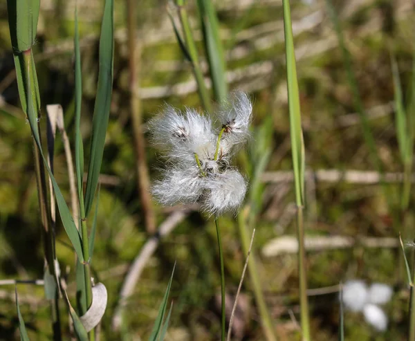 Хвіст зайця cottongrass або tussock cottongrass (Eriophorum vaginatum) у водному полі, що цвіте навесні — стокове фото