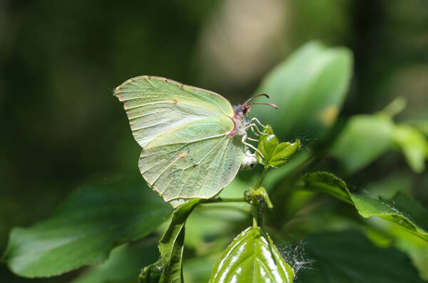 small white butterfly (Pieris rapae) on dandelion