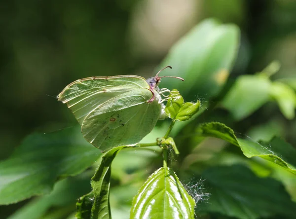 Liten vit fjäril (Pieris rapae) på maskros — Stockfoto