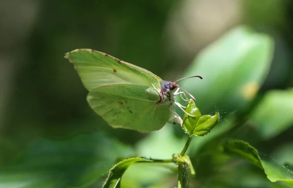 Kleiner weißer Schmetterling (pieris rapae) auf Löwenzahn — Stockfoto