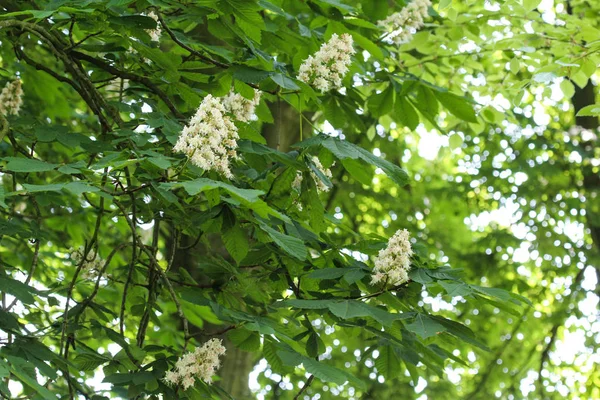 Árbol conker de castor de caballo (esculus hippocastanum) floreciendo en sprin — Foto de Stock