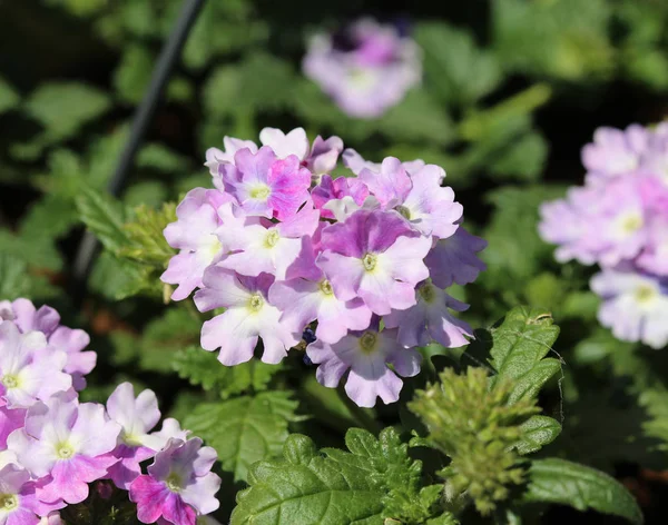 Verbena flores roxas ímpios ou coração do mar (jardim verbena) — Fotografia de Stock