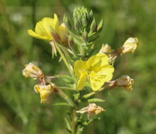Oenothera glazioviana, common names large flowered evening primrose and redsepal evening primrose — Stock Photo, Image