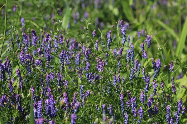 Vicia cracca wird häufig als Wicken mit Büschel, Wicken mit Vögeln oder blauem Wicken und Wicken mit Borretsch bezeichnet, die im Frühling blühen — Stockfoto