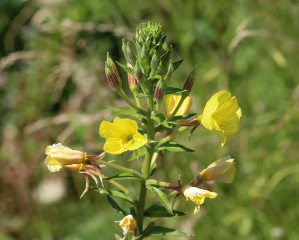 Oenothera glazioviana, common names large flowered evening primrose and redsepal evening primrose — Stock Photo, Image