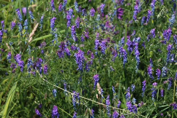 Vicia cracca comúnmente llamada veza copetudo, ave o veza azul y veza boreal, floreciendo en primavera —  Fotos de Stock