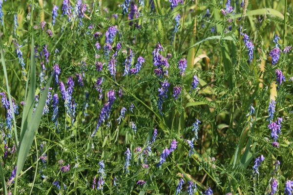 Vicia cracca comúnmente llamada veza copetudo, ave o veza azul y veza boreal, floreciendo en primavera —  Fotos de Stock