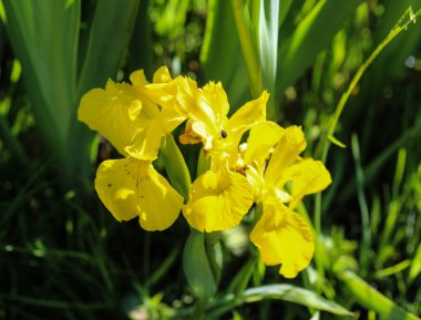 Sarı bayrak, sarı iris ya da su bayrağı İlkbaharda açan çiçek