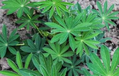 Küçük çiçekli Lupine bitkisi (Lupinus micranthus) bahçede