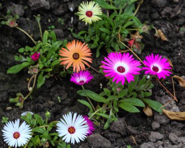 Dorotheanthus bellidiformis, yaygın Livingstone papatya veya Bokbaaivygie denir, ilkbaharda çiçeklenme