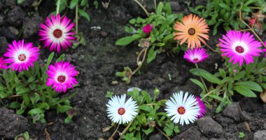 Dorotheanthus bellidiformis, commonly called Livingstone daisy or Bokbaaivygie, blooming in spring clipart