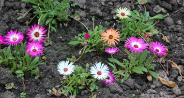 Dorotheanthus bellidiformis, yaygın Livingstone papatya veya Bokbaaivygie denir, ilkbaharda çiçeklenme