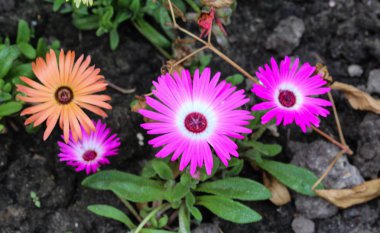 Dorotheanthus bellidiformis, yaygın Livingstone papatya veya Bokbaaivygie denir, ilkbaharda çiçeklenme