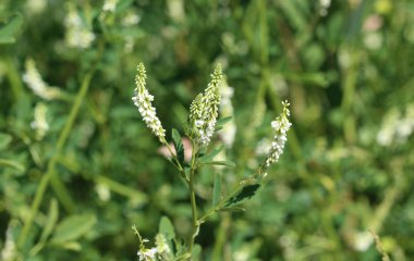 Melilotus albus, ayrıca bal yonca olarak bilinen, Bokhara Clover (Avustralya), tatlı yonca, ya da beyaz melilot, yaz sezonunda çiçeklenme