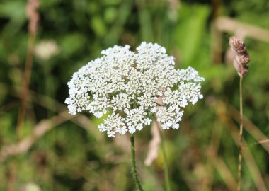 Daucus Carota, bilinen adları vahşi havuç, kuş yuvası, piskopos danteli ve Kraliçe Anne 'in danteli.