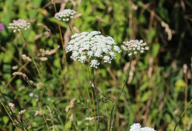 Daucus Carota, bilinen adları vahşi havuç, kuş yuvası, piskopos danteli ve Kraliçe Anne 'in danteli.