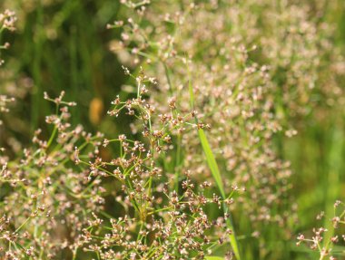 Juncus subnodulosus, Avrupa'da yetişen künt çiçekli acele