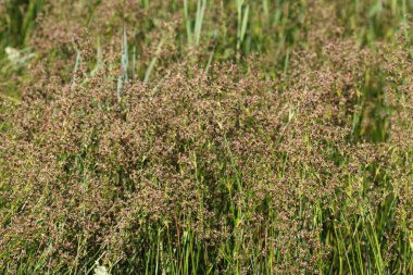 Juncus subnodulosus, Avrupa'da yetişen künt çiçekli acele
