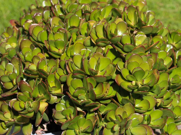Planta de jade (Crassula ovata), comúnmente conocida como planta de la suerte, planta del dinero o árbol del dinero — Foto de Stock