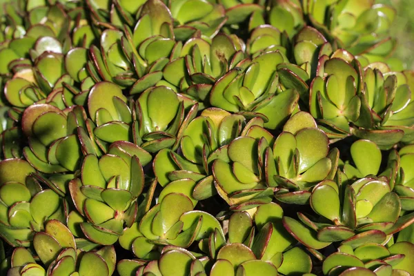 Planta de jade (Crassula ovata), comúnmente conocida como planta de la suerte, planta del dinero o árbol del dinero — Foto de Stock