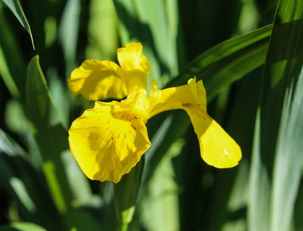 Sárga zászló, sárga írisz vagy vízi zászló (Iris pseudacorus) virágzik tavasszal — Stock Fotó