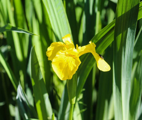 Bandeira amarela, íris amarela ou bandeira da água (Iris pseudacorus) flor florescendo na primavera — Fotografia de Stock