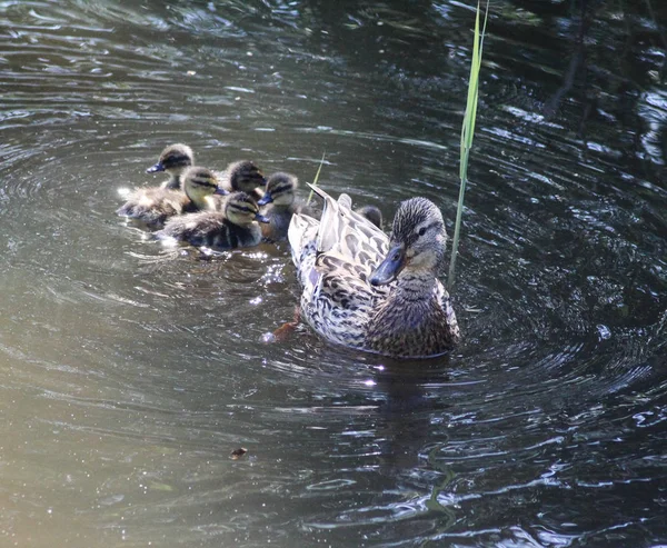 Dişi yaban ibnesi (Anas platyrhynchos) gölde genç ördek yavruları ile yüzme — Stok fotoğraf