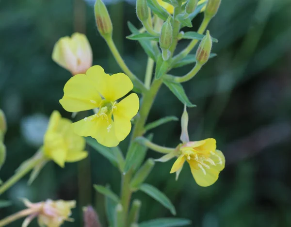 Oenothera glazioviana, ortak isimleri büyük çiçekli akşam çuha çiçeği ve redsepal akşam çuha çiçeği — Stok fotoğraf